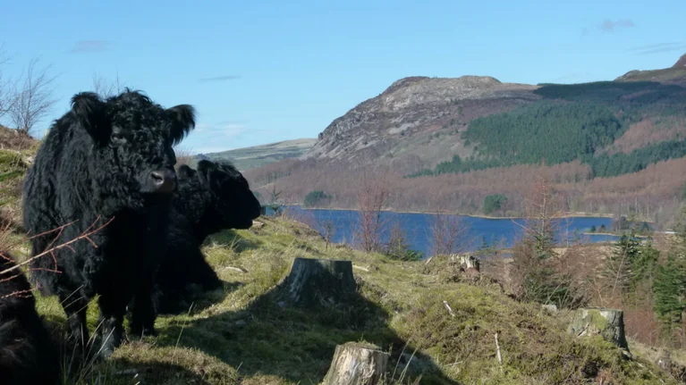 Ennerdale Valley wild animals