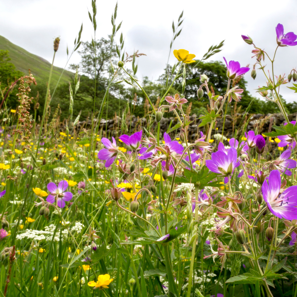 Swaledale  flowers