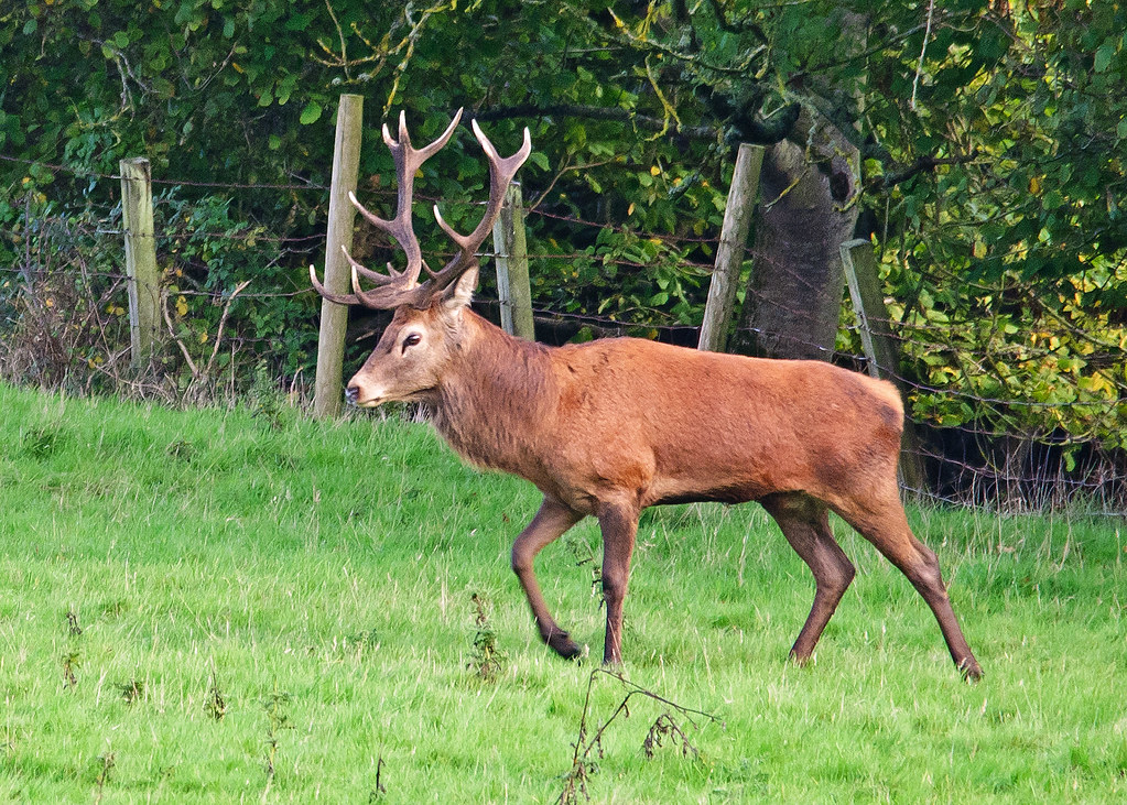 Quantock Hills deer