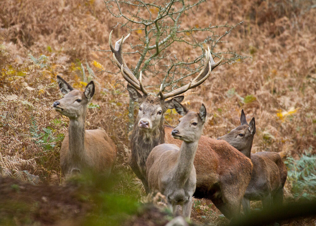 Quantock Hills 