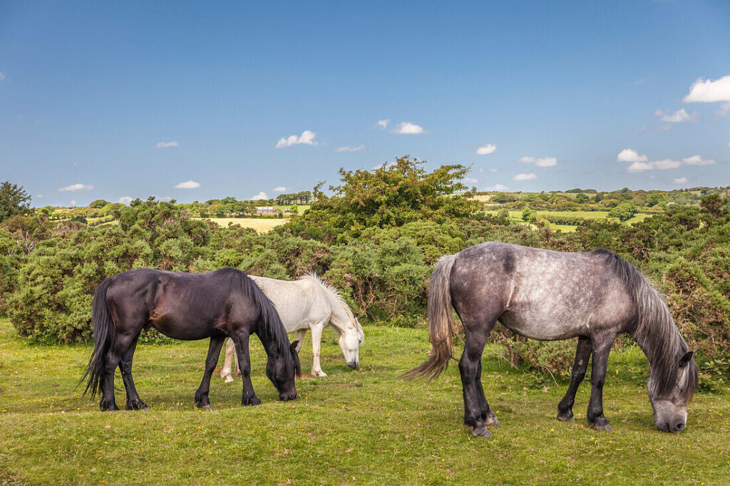 Brown Willy horses are Grazing