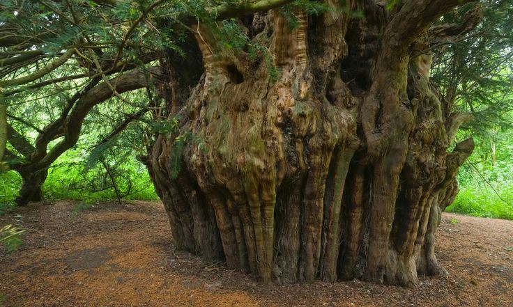   beg tree in Glen Lyon 