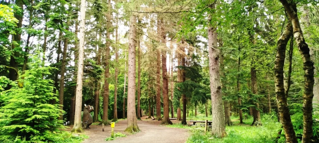 Hamsterley Forest