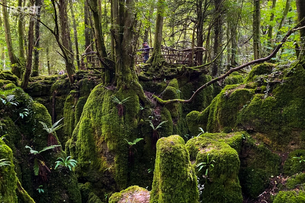 Forest of Dean 