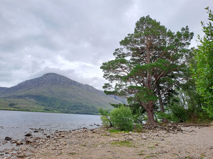 Loch Maree tree and river