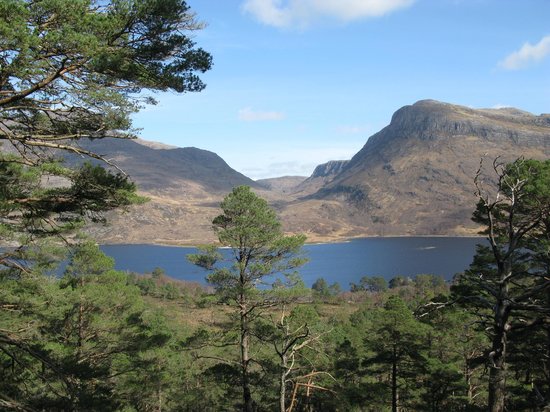 Loch Maree trees and sea