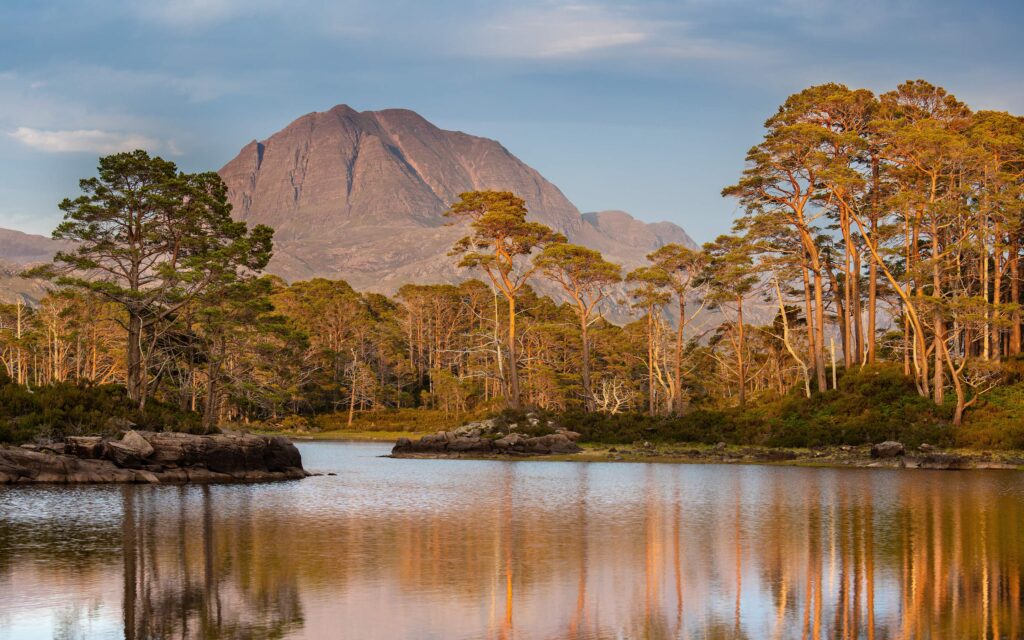 Loch Maree trees